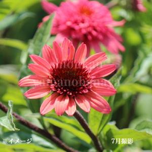 エキナセア ラズベリートラッフル 9〜10.5...の詳細画像1