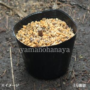 エキナセア ラズベリートラッフル 9〜10.5...の詳細画像2