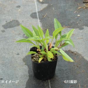 エキナセア ラズベリートラッフル 9〜10.5...の詳細画像3