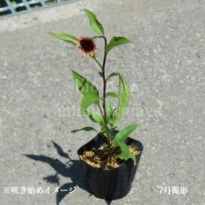エキナセア ラズベリートラッフル 9〜10.5...の詳細画像4