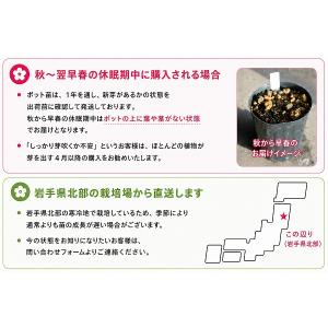 エキナセア ラズベリートラッフル 9〜10.5...の詳細画像5