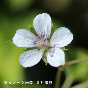 (100ポット)ゲンノショウコ　9cmポット苗100ポットセット　 ミコシグサ/フウロソウ/※5/9葉が展開中