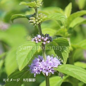 (100ポット)日本ハッカ　9cmポット苗100ポットセット　 山野草/耐寒性多年草/日本薄荷/ミント/※5/9葉が展開中