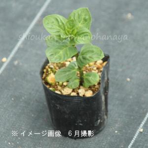 (100ポット)日本ハッカ 9cmポット苗10...の詳細画像2