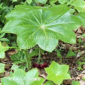 フタバアオイ 9cmポット苗 山野草/耐寒性多年草/二葉葵/カンアオイ/再