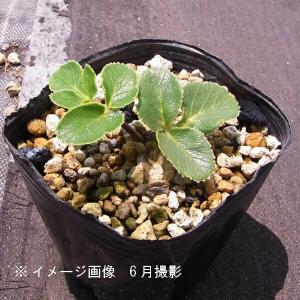 多肉植物：ユーフォルビア アトロビリディス*塊幅5cm : 遊恵盆栽 Yahoo