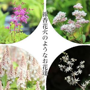 紫桜館 山の花屋 ティアレア 初夏に咲く植物 Yahoo ショッピング
