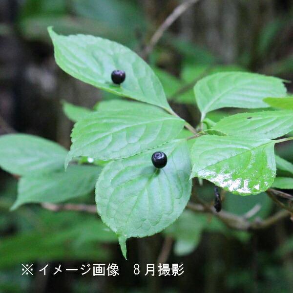 (1ポット)ハナイカダ　10.5ｃｍポット雄雌無選別1本植え苗　 樹高20ｃｍ前後/山菜苗/落葉樹/...