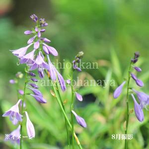 桃花ホタルブクロ 9cmポット苗 山野草/耐寒性多年草/蛍袋/カンパニュラ
