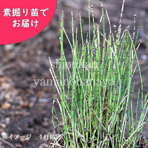 (1000株)ヒメトクサ　素掘り苗1000株　 山野草/耐寒性多年草/姫木賊/※入荷済み