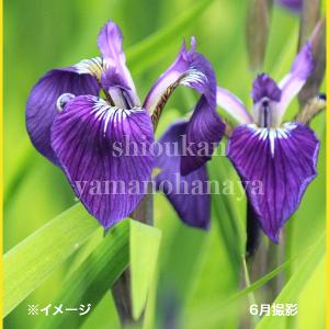 (100ポット)ヒオウギアヤメ　10.5cmポット苗100ポットセット　 山野草/菖蒲/※5/9葉が展開中