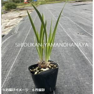 ヒオウギアヤメ 10.5cmポット苗 山野草/...の詳細画像1
