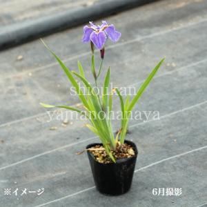 ヒオウギアヤメ 10.5cmポット苗 山野草/...の詳細画像2