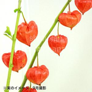 武徳産ホテイアツモリソウ 花1芽株 : 岩崎園芸ネットストア Yahoo店