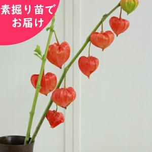 (5株)大実ホオズキ　素掘り苗5株【切り花用・食用不可】　 宿根草/鬼灯/※入荷済み 日時指定は3月16日まで可能