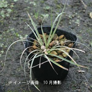 (1ポット)斑入りカンスゲ　9cmポット苗　 山野草/耐寒性多年草/寒菅｜shioukan-hanaya