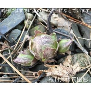 1000株 花 球根 種芋 フキノトウ 素掘り苗1000株 山菜苗 11月日からお届け開始 素掘り苗1000株 Hukinotou1000 紫桜館 山の花屋
