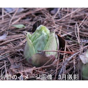 1000株 花 球根 種芋 フキノトウ 素掘り苗1000株 山菜苗 11月日からお届け開始 素掘り苗1000株 Hukinotou1000 紫桜館 山の花屋