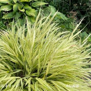 オシダ 10.5cmポット苗 山野草/大型シダ植物/雄羊歯/※7/10葉を切り詰め