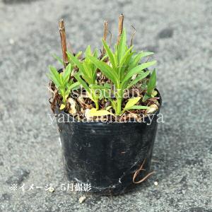 (100ポット)白花カクトラノオ 9cmポット...の詳細画像2