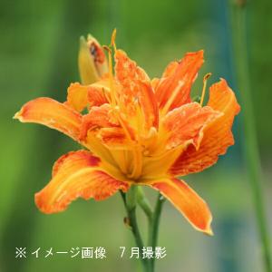 (20ポット)ヤブカンゾウ　10.5cmポット苗20ポットセット　 山野草/藪萱草/アマナ/※今季開花終了 7/18葉が展開中