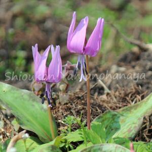 カタクリの花 盆栽 苔玉 の商品一覧 花 ガーデニング 通販 Yahoo ショッピング