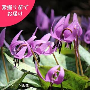 (20株)日本カタクリ　素掘り苗20球　 山野草/堅香子/※入荷済み