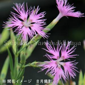 ナデシコ さくら 花 ガーデニング の商品一覧 通販 Yahoo ショッピング