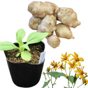 (100ポット)岩手県産キクイモ　10.5cmポット仮植え苗100ポットセット　 白菊芋/※5/9葉が展開中