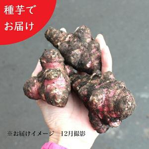 (5個) 岩手県産ムラサキキクイモ（生）種芋　5個　無農薬栽培/土付き/※入荷済み