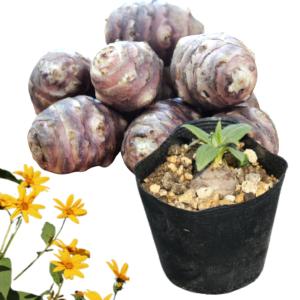 (100ポット)岩手県産ムラサキキクイモ　10.5cmポット仮植え苗100ポットセット　 赤菊芋/※5/9葉が展開中