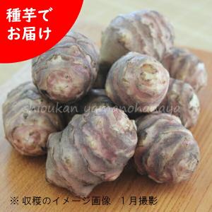 (1kg)岩手県産ムラサキキクイモ　種芋1kg(目安5〜10個)　 赤菊芋/生芋/土付き/※入荷済み 日時指定は3月28日まで可能