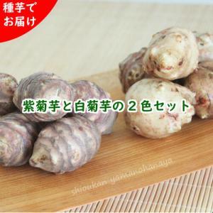 山菜苗セット：ムラサキキクイモとキクイモ　種芋2色各5個セット　 岩手県産/菊芋/土付き/※入荷済み 日時指定は4月4日まで可能