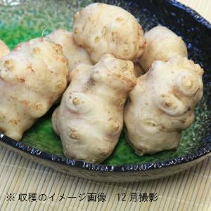 (10kg)岩手県産キクイモ 種芋10kg(目...の詳細画像1