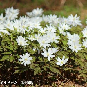 (100ポット)キクザキイチゲ　9cmポット苗100ポットセット　 1〜2芽植え/アネモネ今季開花終了 休眠 地上部無し