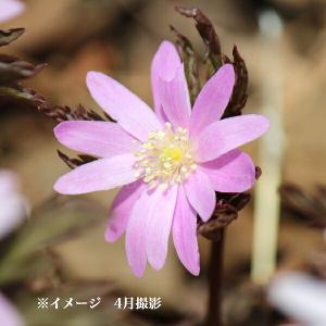 日本カタクリ 9cmポット苗 山野草/耐寒性多年草/※今季開花終了 5/9葉に