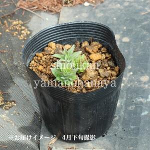 15ポット クガイソウ 15cmポット3株植え苗 15ポットセット山野草 6 開花中 Www Heatform Co Uk Index Php