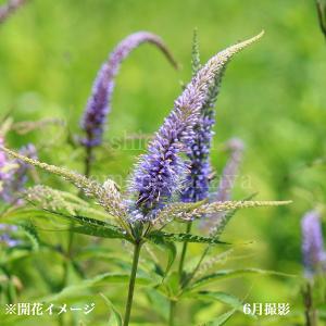 (100ポット)クガイソウ　9cmポット苗100ポットセット　 山野草/九階草/※5/9葉が展開中
