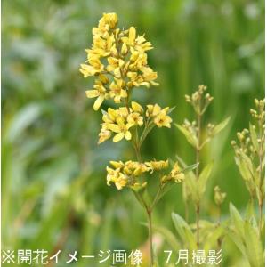 (100ポット)クサレダマ　9cmポット苗100ポットセット　 ビオトープ/草連玉/硫黄草/※5/9葉が展開中