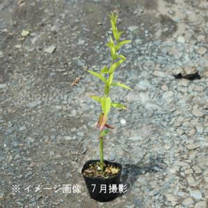 (100ポット)クサレダマ 9cmポット苗10...の詳細画像2