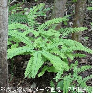 (1ポット)クジャクシダ　9cmポット苗　 山野草/シダ植物/孔雀羊歯/クジャクソウ/※休眠期｜shioukan-hanaya