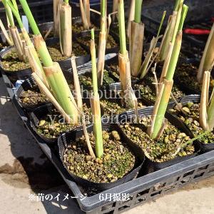 (100ポット)マコモタケ 10.5cmポット...の詳細画像2