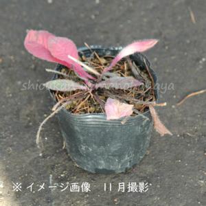 (100ポット)クナウティア マケドニカ 9c...の詳細画像2