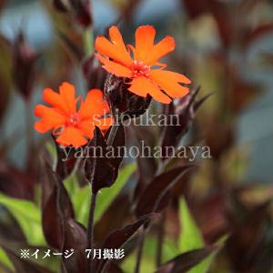 (100ポット)マツモトセンノウ　9cmポット苗100ポットセット　 宿根草/松本仙翁/※5/9葉が展開中