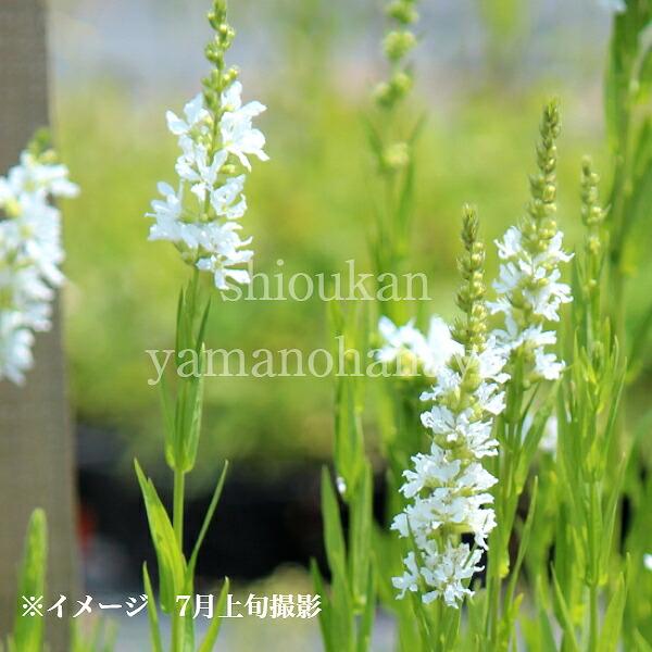 白花大輪ミソハギ　クリスタルスノー　9cmポット苗　 耐寒性多年草/新商品/※今季開花終了 7/31...