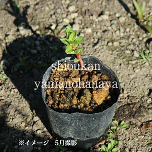 (100ポット)ミソハギ 9〜10.5cmポッ...の詳細画像2