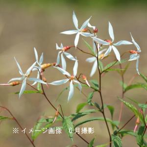 ミツバシモツケ　9〜10.5cmポット苗　 耐寒性宿根草/ギレニア/※休眠 地上部無し