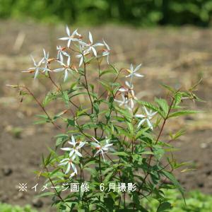 ミツバシモツケ 9〜10.5cmポット苗 耐寒...の詳細画像1