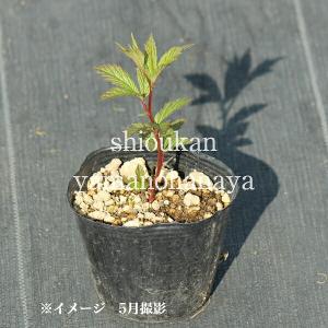 ミツバシモツケ 9〜10.5cmポット苗 耐寒...の詳細画像2