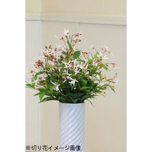 ミツバシモツケ 9〜10.5cmポット苗 耐寒...の詳細画像5